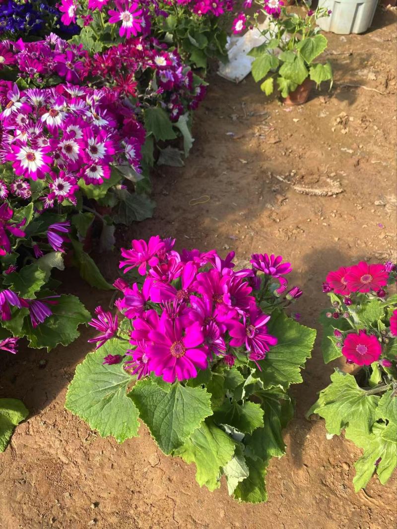 精品瓜叶菊优质瓜叶菊瓜叶菊自产自销