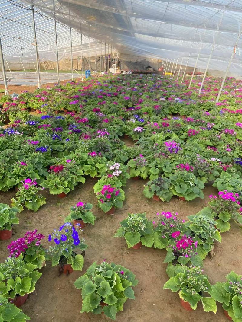精品瓜叶菊优质瓜叶菊瓜叶菊自产自销