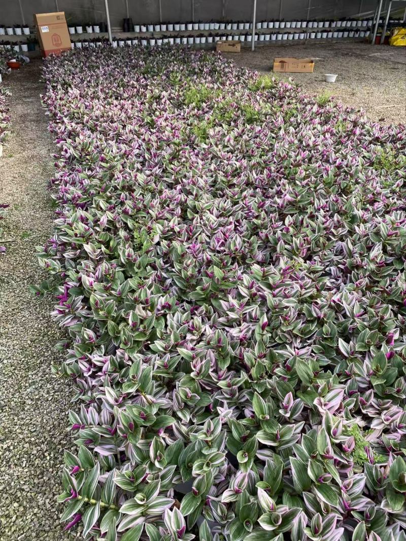 精品油画吊兰