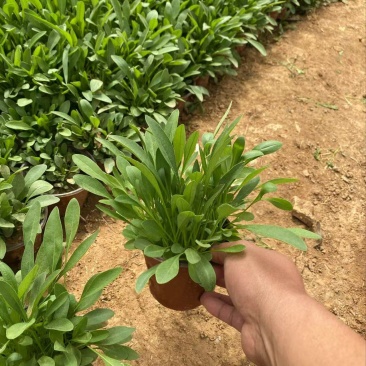 精品大花金鸡菊优质大花金鸡菊