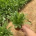 精品大花金鸡菊优质大花金鸡菊