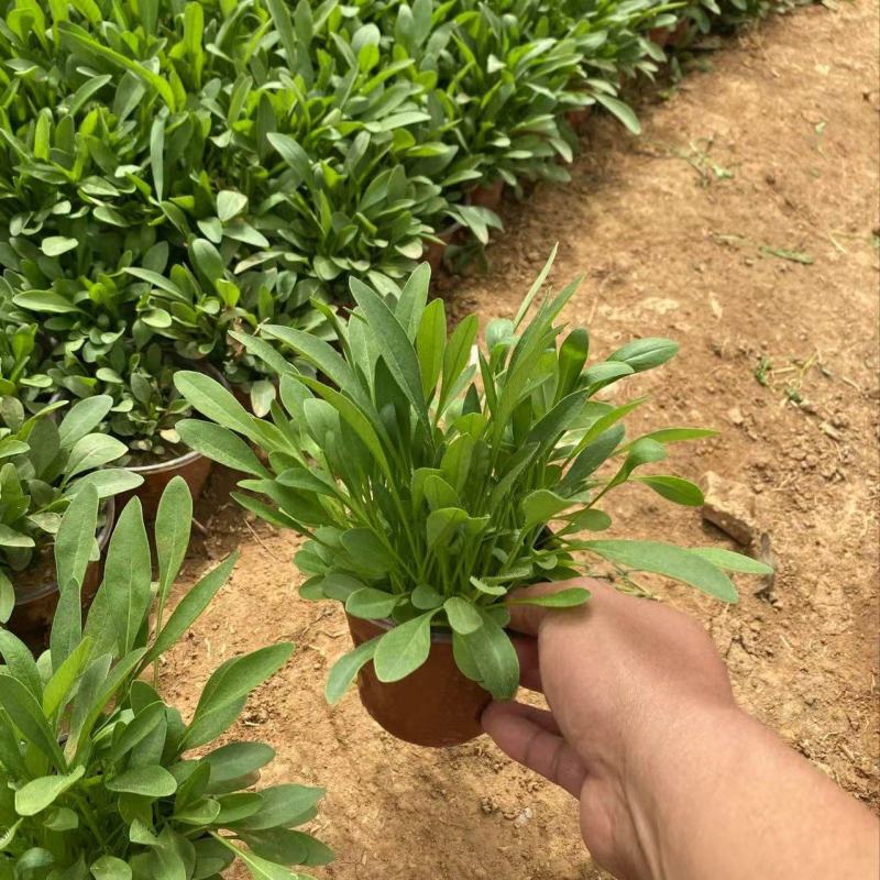 精品大花金鸡菊优质大花金鸡菊