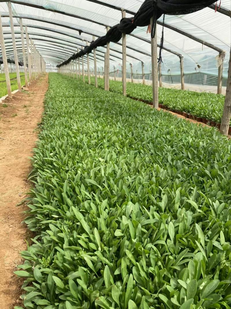 精品大花金鸡菊优质大花金鸡菊