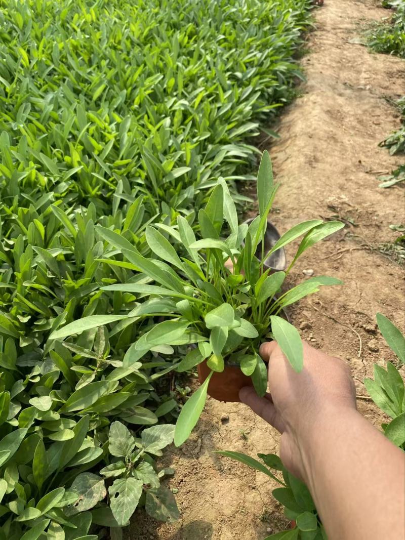 精品大花金鸡菊优质大花金鸡菊