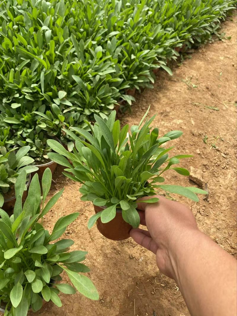 精品大花金鸡菊优质大花金鸡菊
