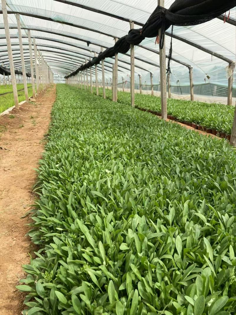 精品大花金鸡菊优质大花金鸡菊