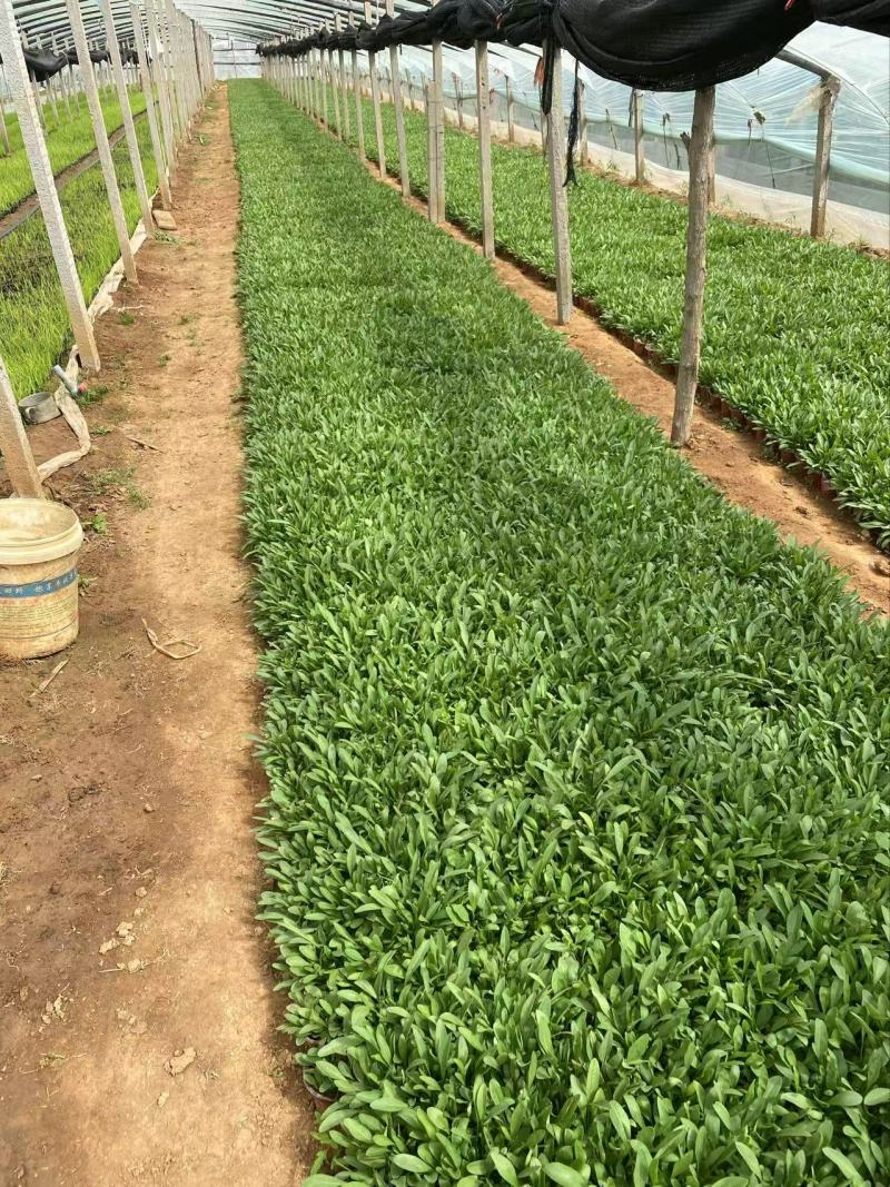 精品大花金鸡菊优质大花金鸡菊