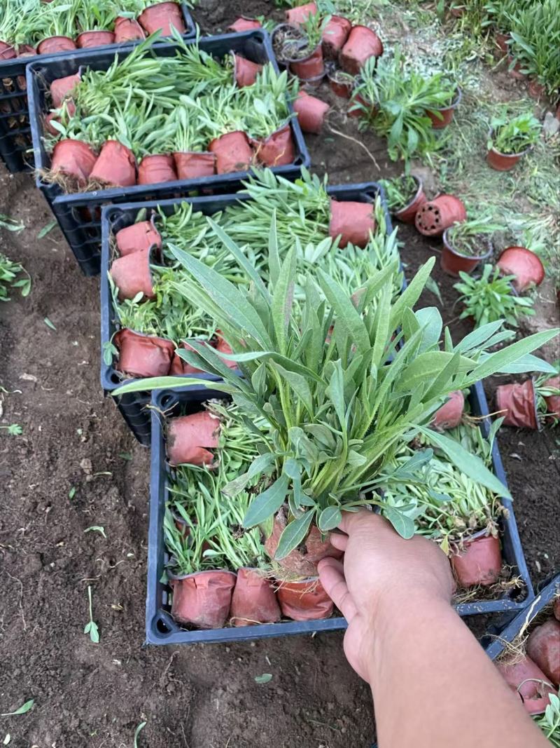 精品大花金鸡菊优质大花金鸡菊