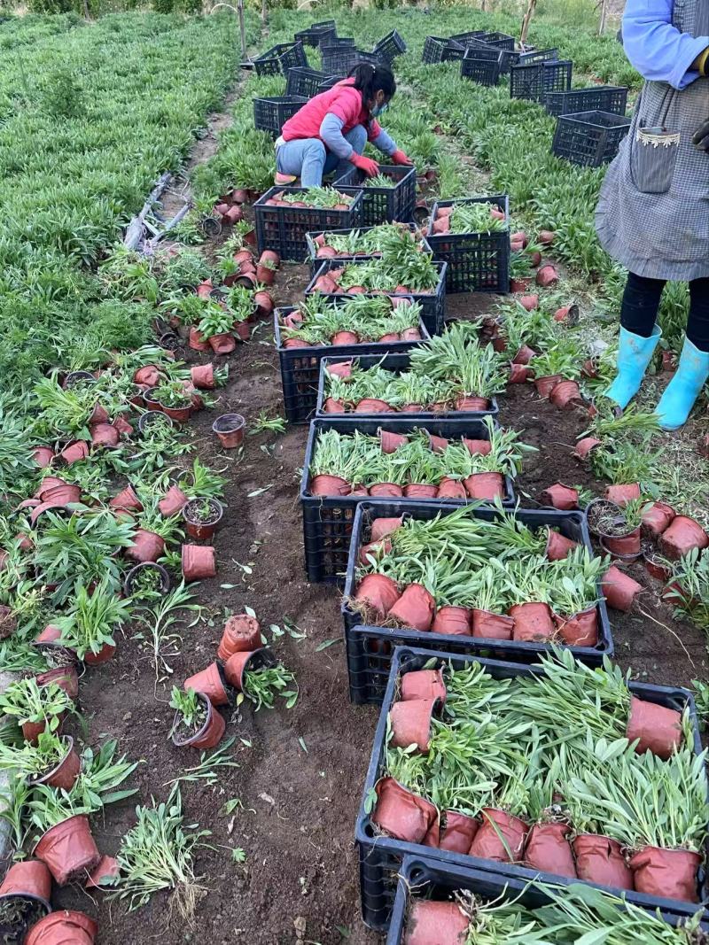 精品大花金鸡菊优质大花金鸡菊