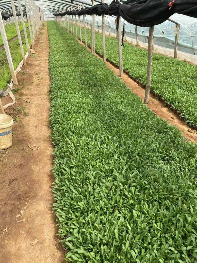 精品大花金鸡菊优质大花金鸡菊