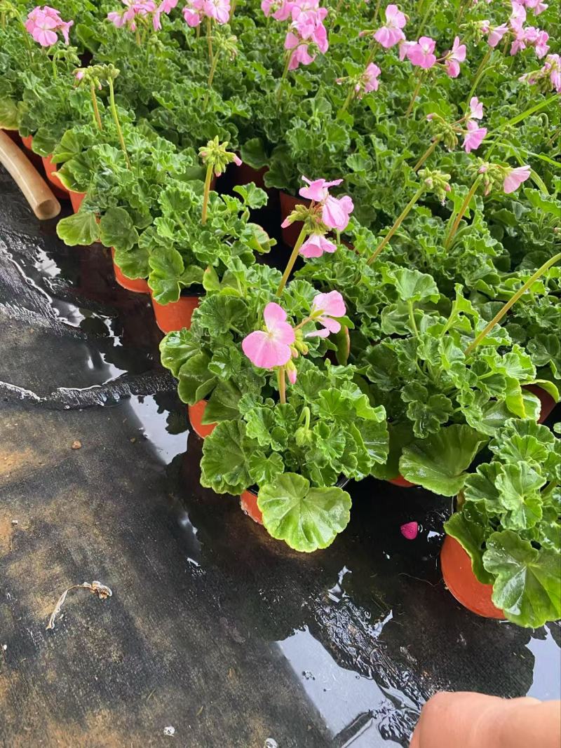 精品天竺葵优质天竺葵天竺葵自产自销