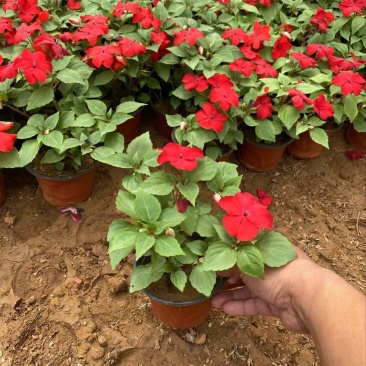 精品凤仙花优质非洲凤仙花