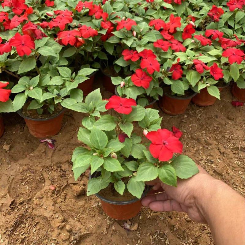 精品凤仙花优质非洲凤仙花