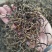 自家高山生态普洱晒红茶散茶500克包邮