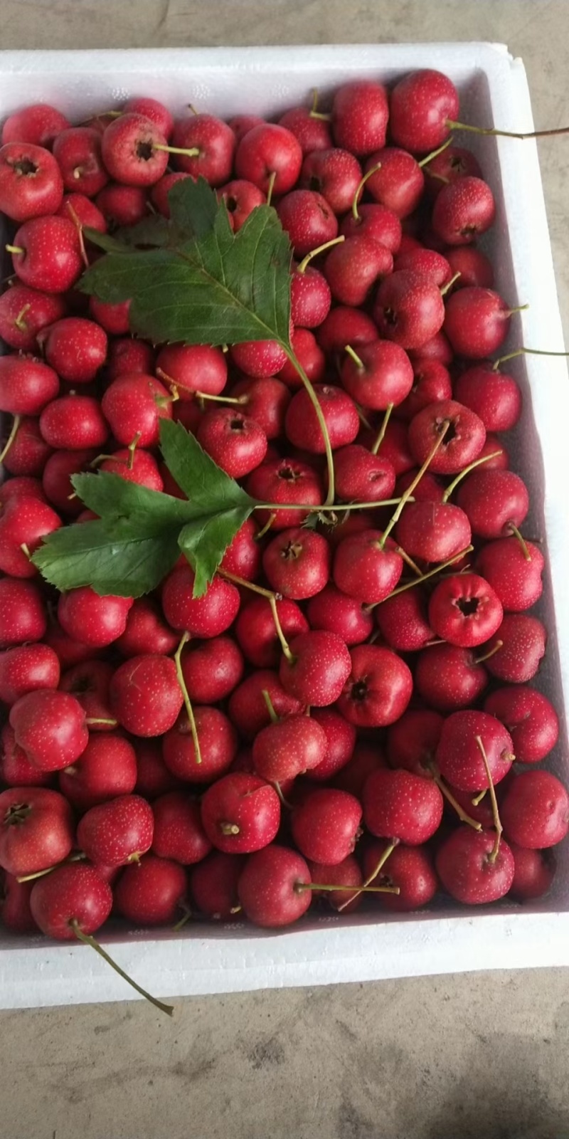 山东济南山楂基地，量大从优，全国发货，需要的老板电话联系