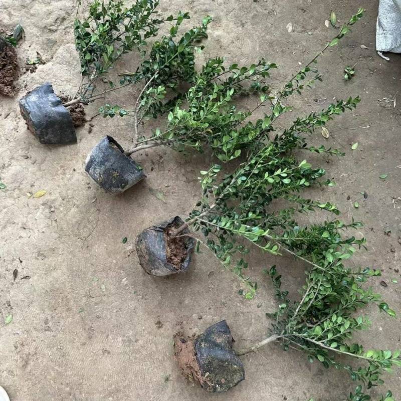龟甲冬青基地，杯苗地苗，色泽鲜艳，植株健壮，各种规格齐全