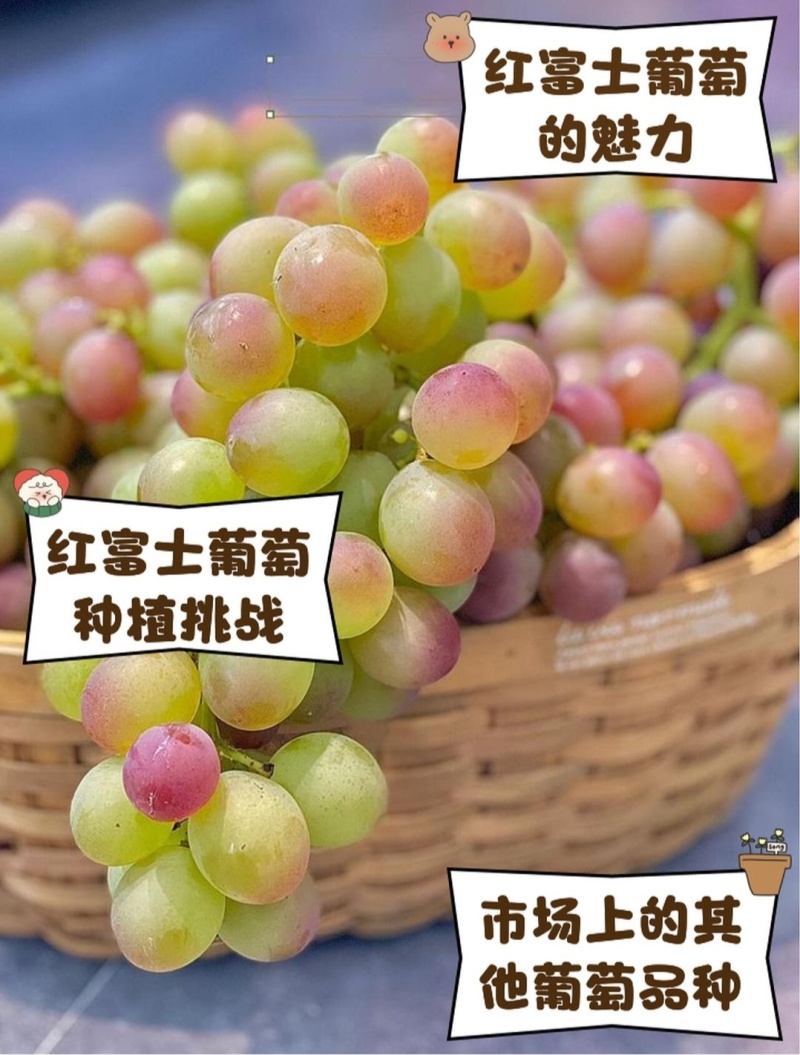 红富士葡萄苗，隔年可少量给果，品质保证，发全国