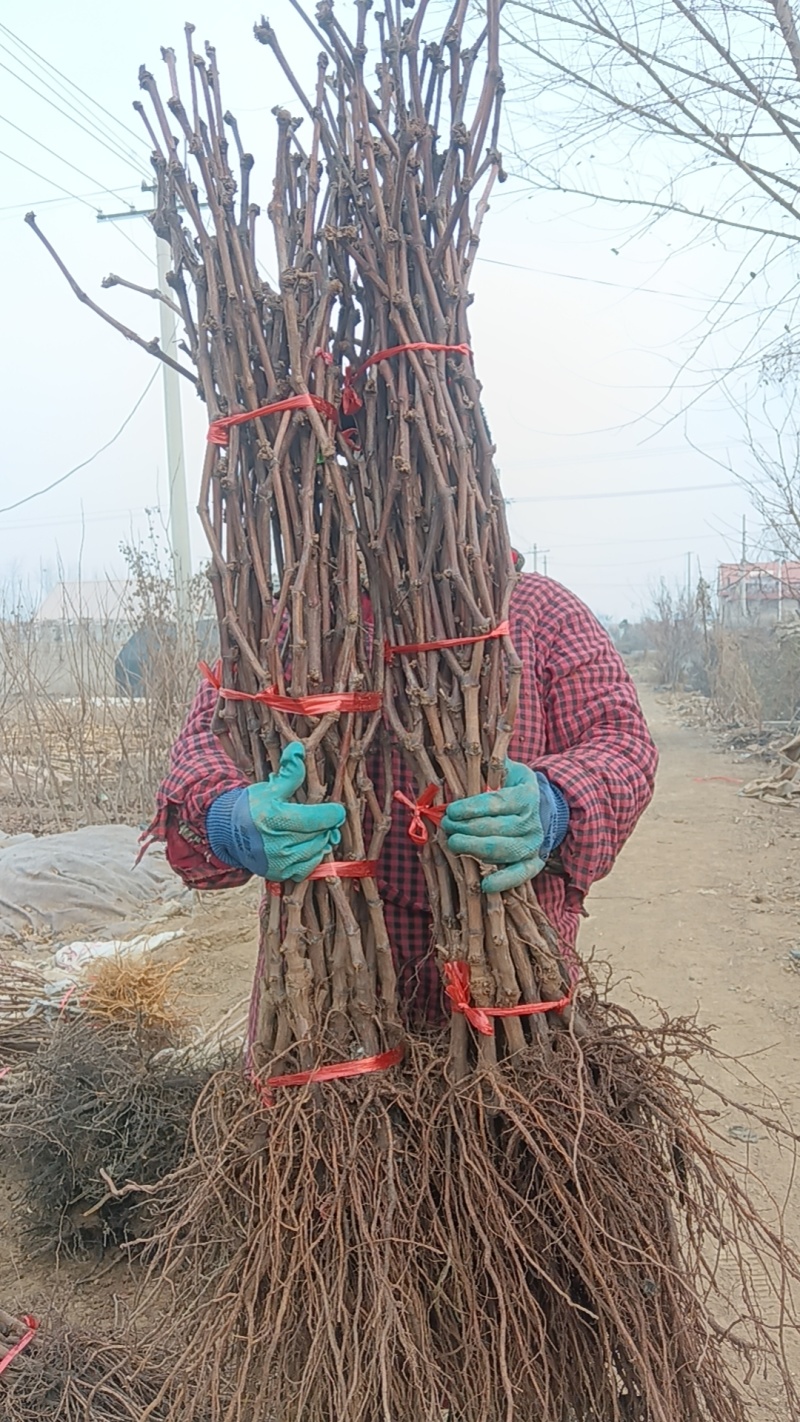 红富士葡萄苗，隔年可少量给果，品质保证，发全国