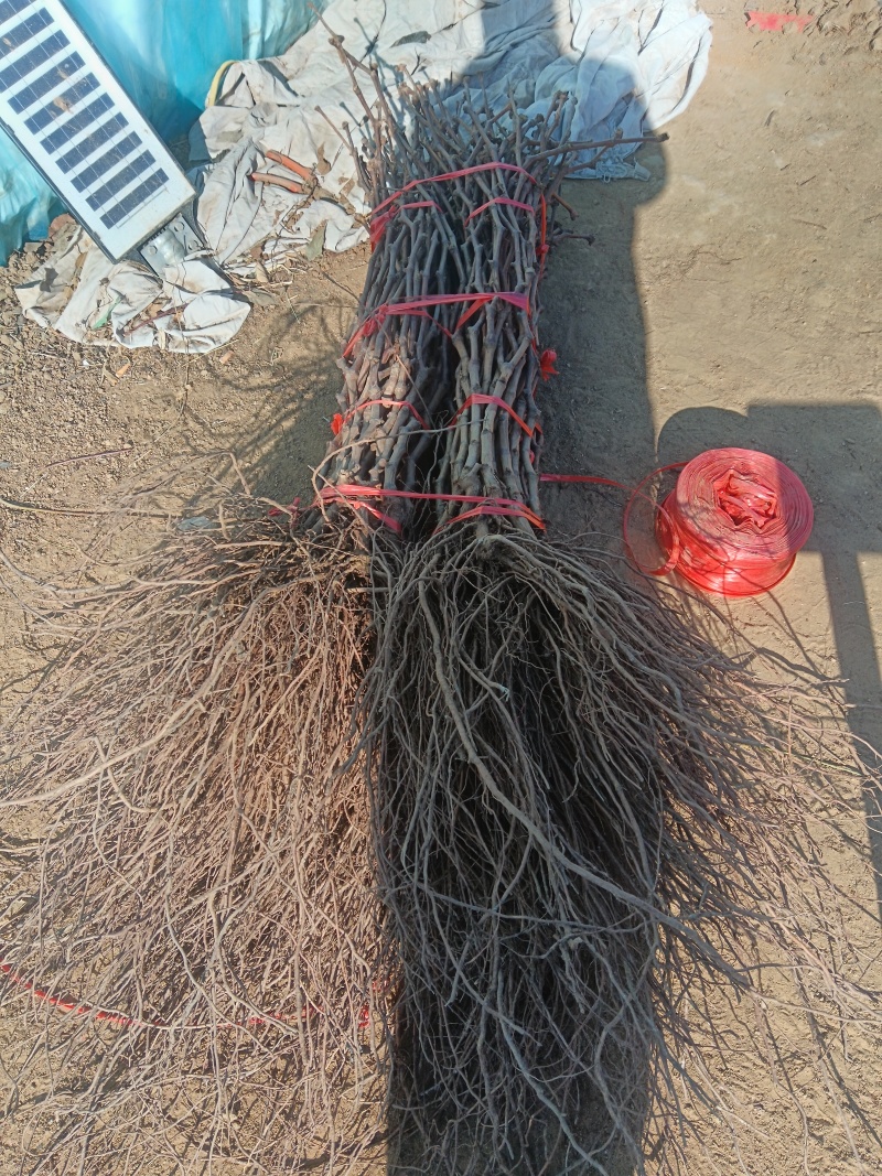 红富士葡萄苗，隔年可少量给果，品质保证，发全国