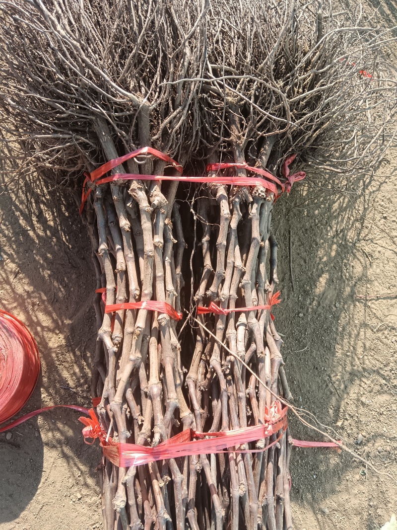 红富士葡萄苗，隔年可少量给果，品质保证，发全国