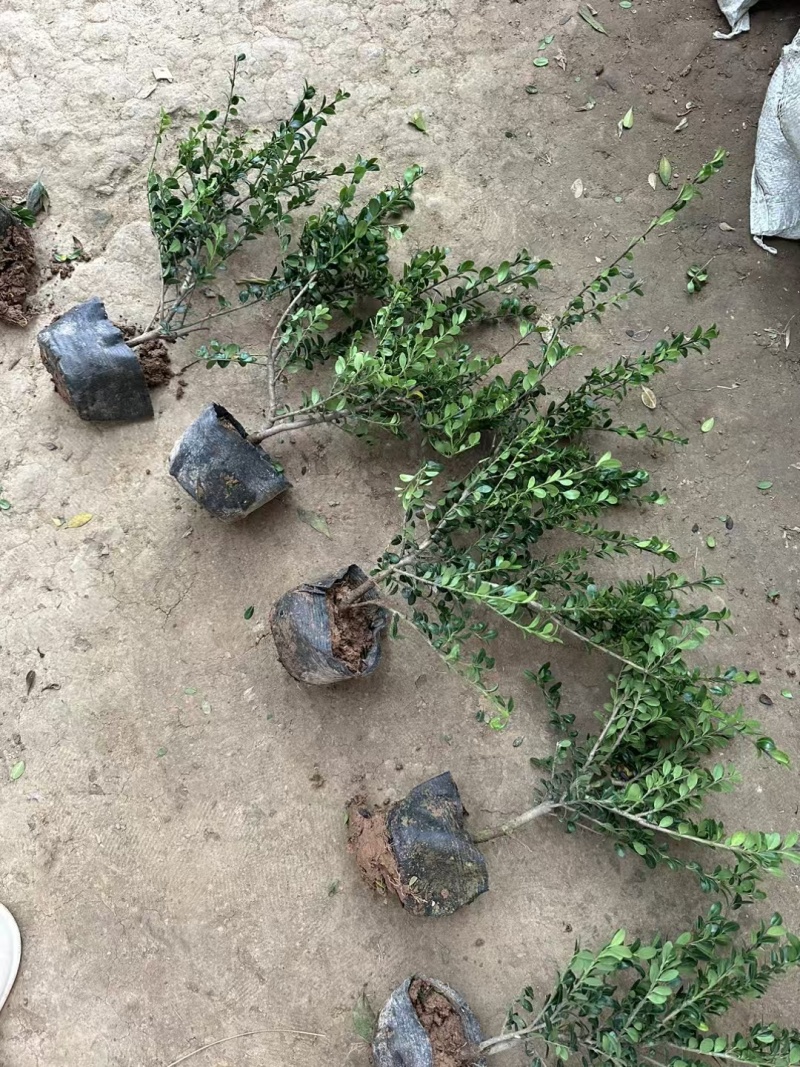 龟甲冬青基地，杯苗地苗，色泽鲜艳，植株健壮，各种规格齐全