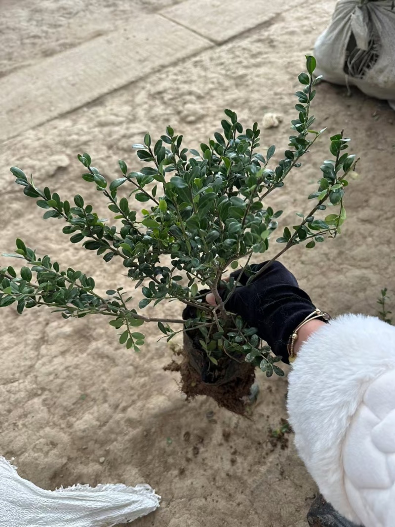 龟甲冬青基地，杯苗地苗，色泽鲜艳，植株健壮，各种规格齐全