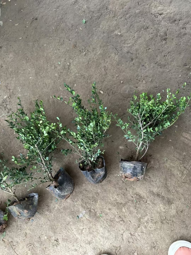 龟甲冬青基地，杯苗地苗，色泽鲜艳，植株健壮，各种规格齐全