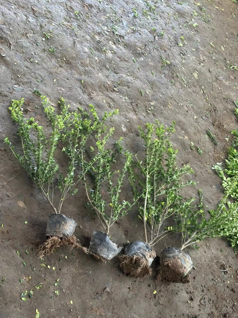 龟甲冬青基地，杯苗地苗，色泽鲜艳，植株健壮，各种规格齐全