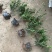 龟甲冬青基地，杯苗地苗，色泽鲜艳，植株健壮，各种规格齐全
