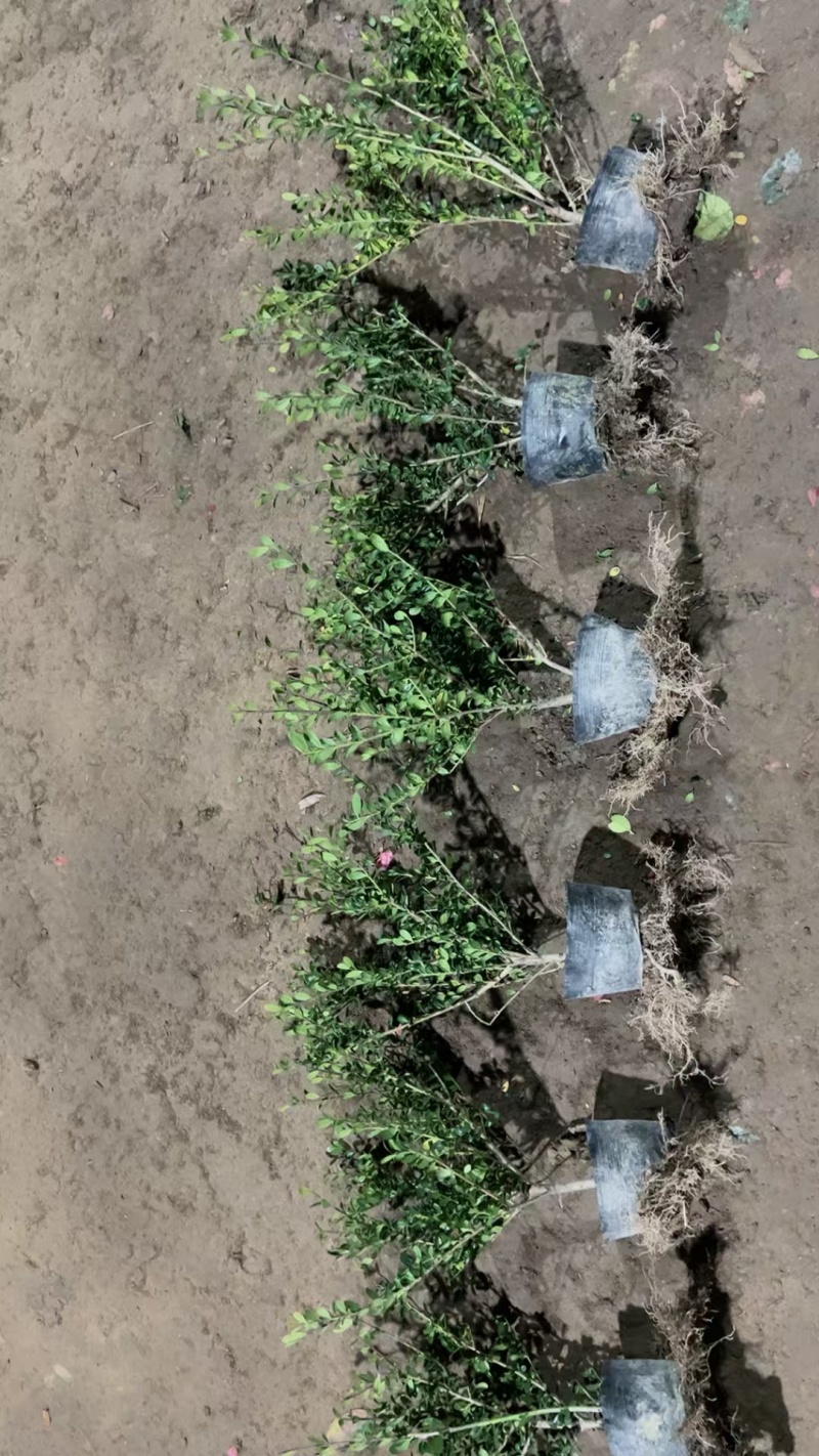 龟甲冬青基地，杯苗地苗，色泽鲜艳，植株健壮，各种规格齐全