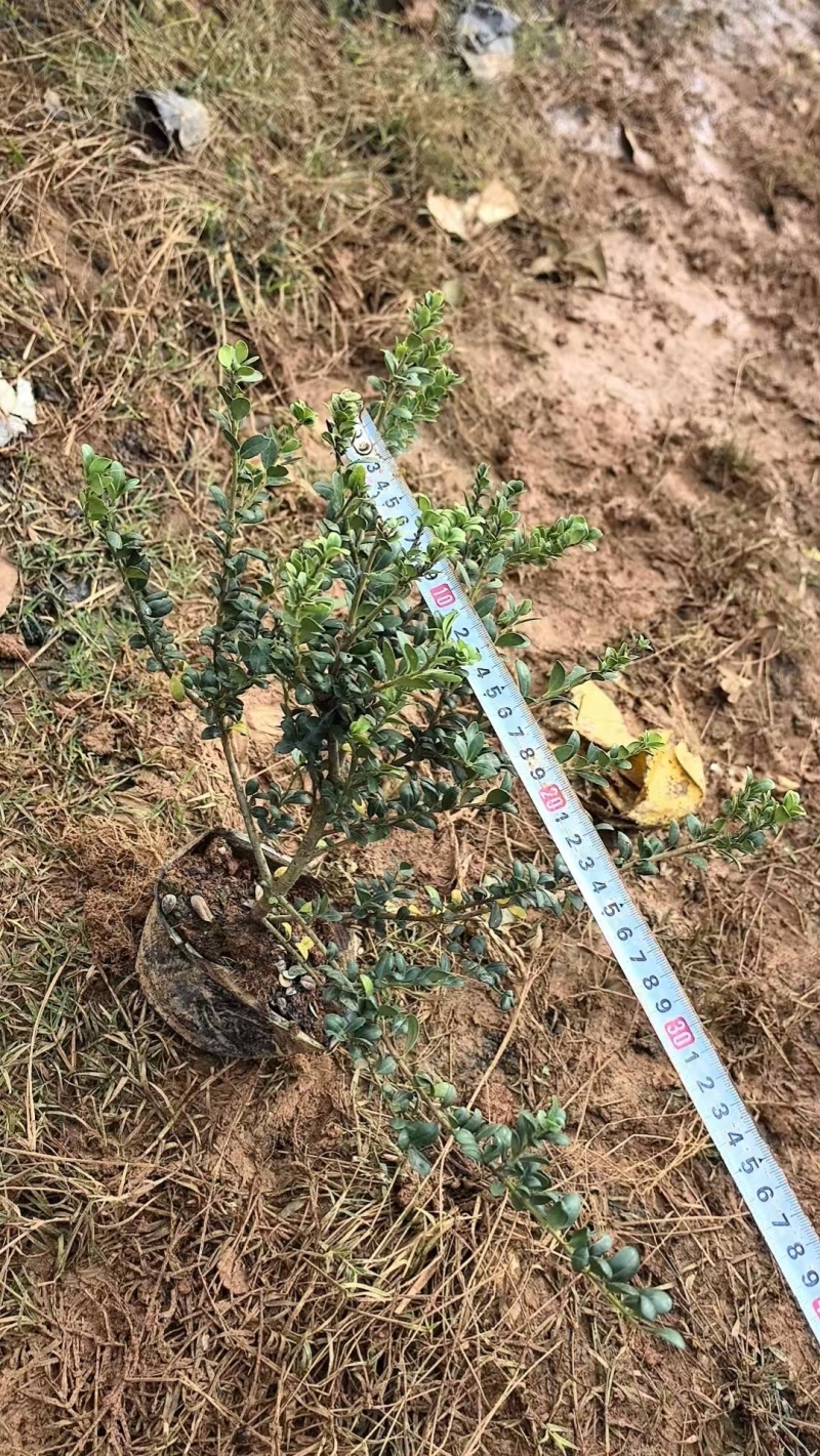 龟甲冬青基地，杯苗地苗，色泽鲜艳，植株健壮，各种规格齐全