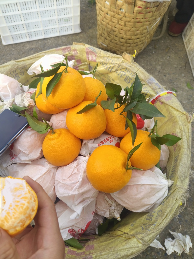 现摘现发，好吃，粑粑柑大量上市，进店质询，品质保证
