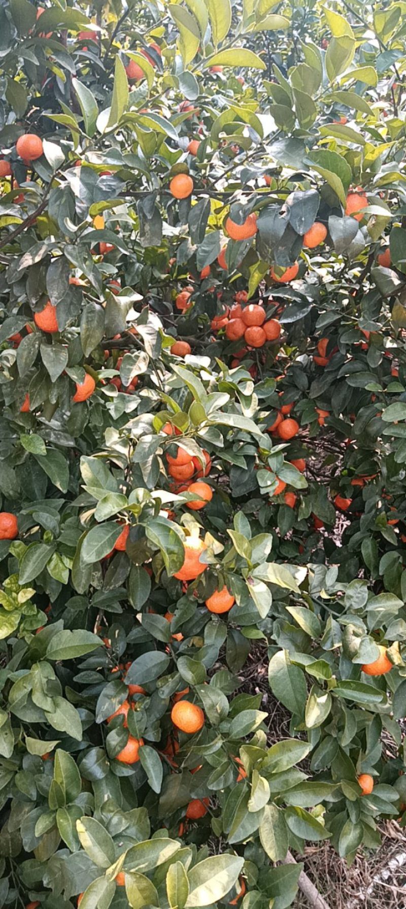 广东沙糖桔