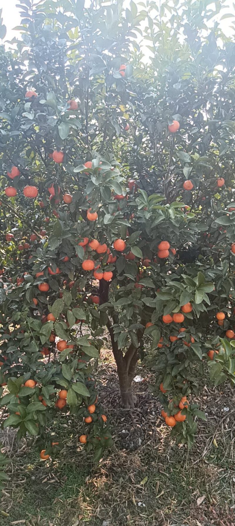 广东沙糖桔