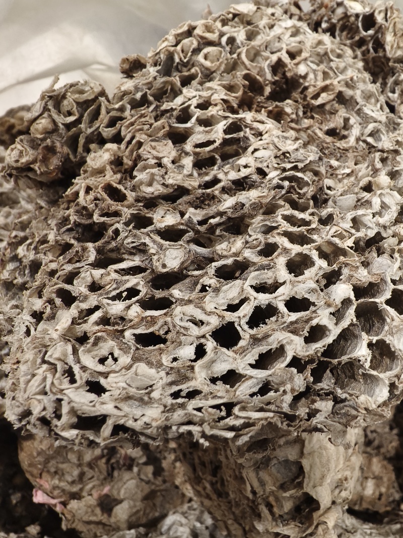 蜂房天然蜂房马蜂窝无虫卵优质净货批发零售野生蜂房
