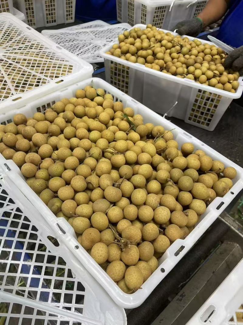 龙眼金标蓝标精选A级规格严控品质欢迎联系