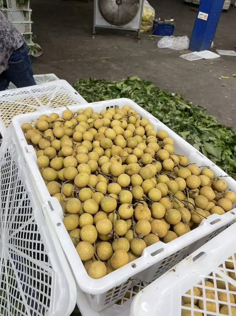 龙眼金标蓝标精选A级规格严控品质欢迎联系