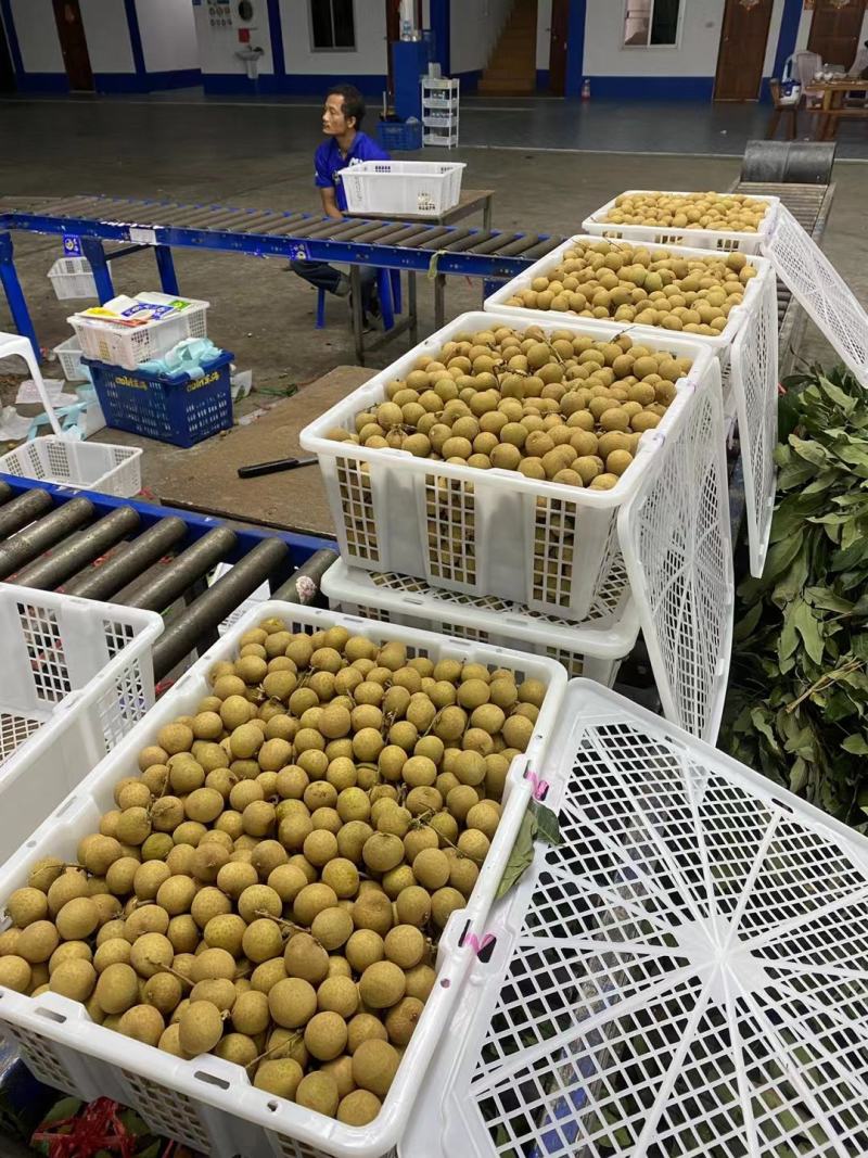 龙眼金标蓝标精选A级规格严控品质欢迎联系