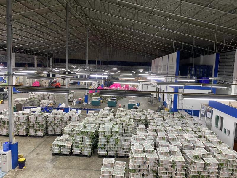 龙眼金标蓝标精选A级规格严控品质欢迎联系