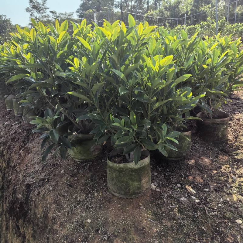 非洲茉莉产地直销，支持视频看货