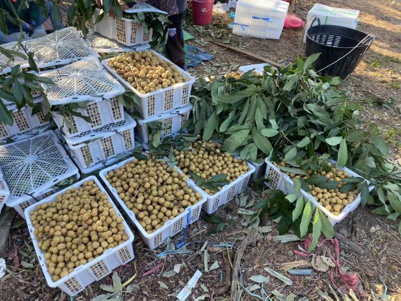 龙眼金标蓝标精选A级规格严控品质欢迎联系
