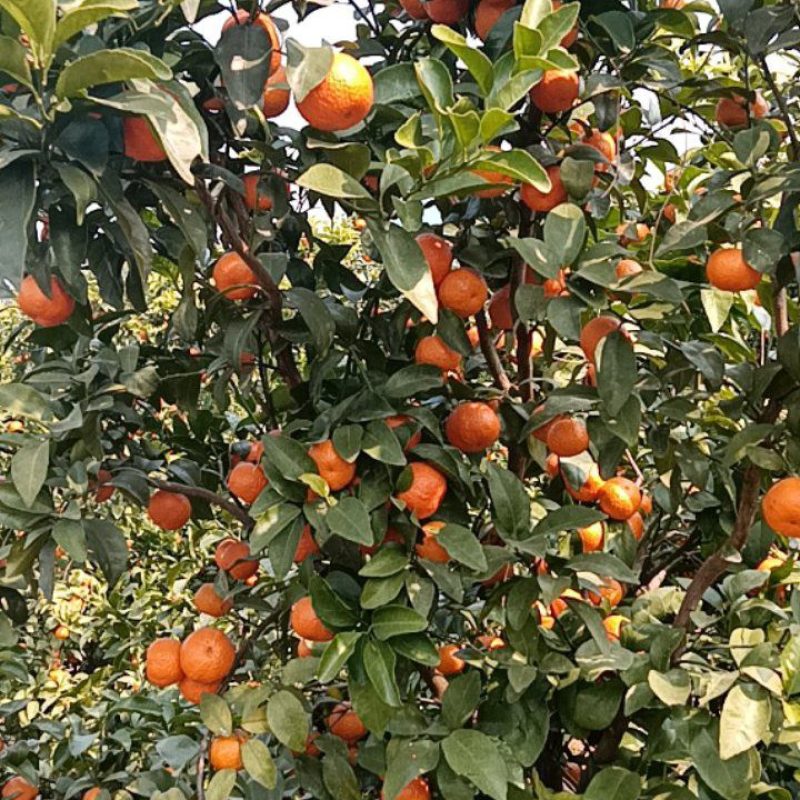 广东沙糖桔