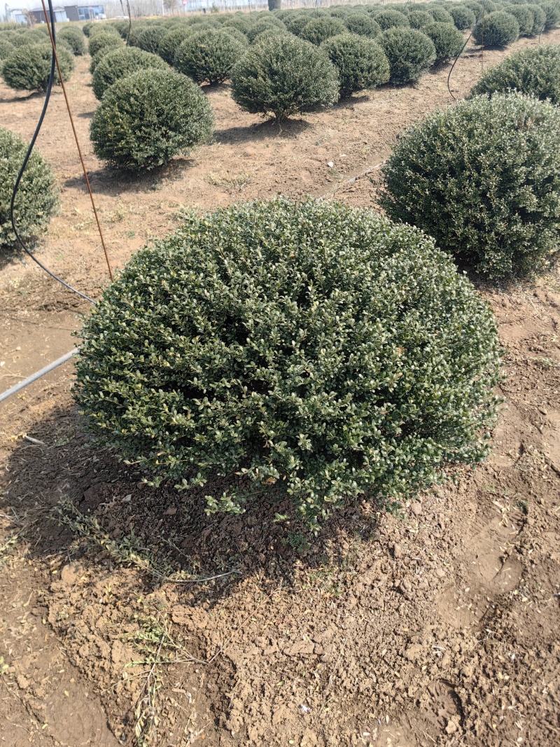龟甲冬青球基地，色泽鲜艳，植株健壮，各种规格齐全