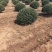 龟甲冬青球基地，色泽鲜艳，植株健壮，各种规格齐全
