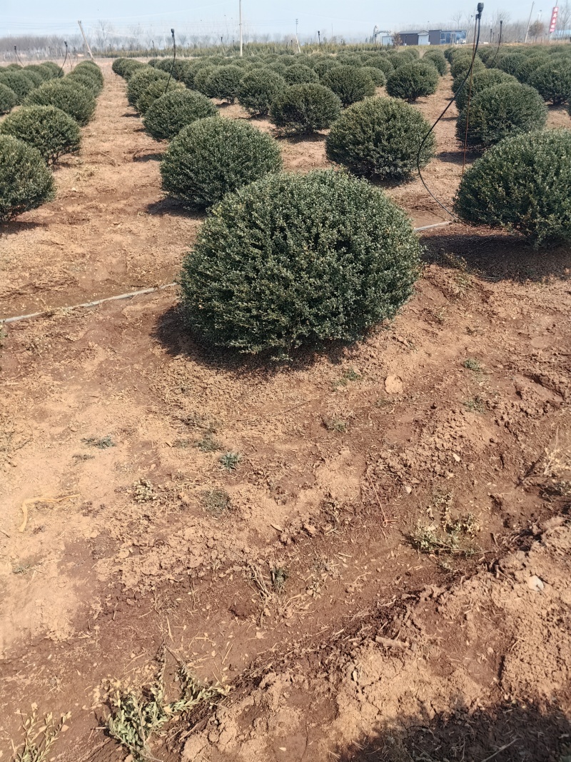 龟甲冬青球基地，色泽鲜艳，植株健壮，各种规格齐全