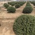龟甲冬青球基地，色泽鲜艳，植株健壮，各种规格齐全