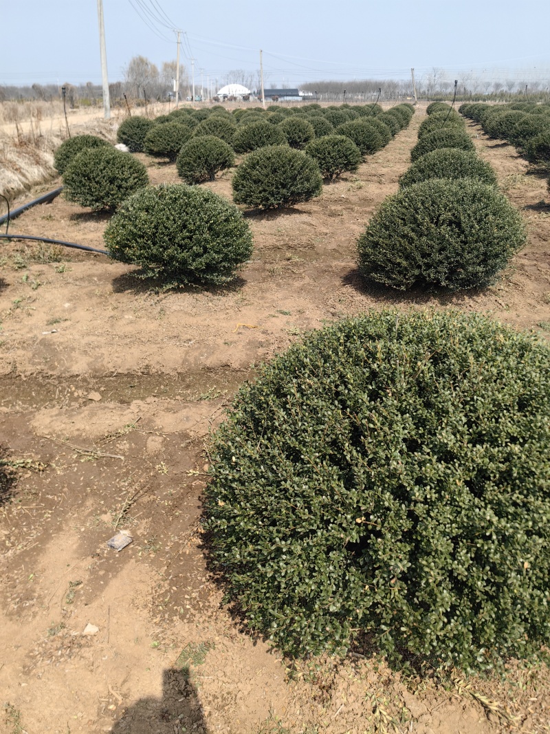 龟甲冬青球基地，色泽鲜艳，植株健壮，各种规格齐全