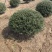 龟甲冬青球基地，色泽鲜艳，植株健壮，各种规格齐全