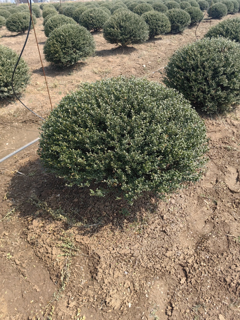 龟甲冬青球基地，色泽鲜艳，植株健壮，各种规格齐全