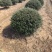 龟甲冬青球基地，色泽鲜艳，植株健壮，各种规格齐全